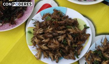 Los grillos: prote&iacute;na del futuro para un mundo sostenible