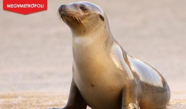 Lobos marinos regresan a las islas de California tras 150 a&ntilde;os