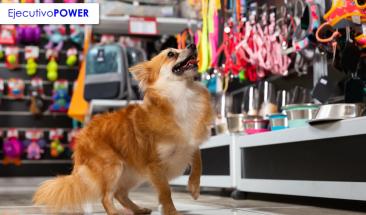 Gu&iacute;a para iniciar tu propio negocio de mascotas exitoso