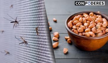 Cient&iacute;ficos argentinos descubren propiedades antivirales en extracto de man&iacute;