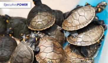 Recuperan 164 tortugas taricayas traficadas ilegalmente en pleno centro de Lima