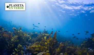 &iquest;Qu&eacute; es el carbono azul y por qu&eacute; es tan importante?