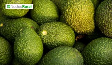 Env&iacute;os de aguacate desde M&eacute;xico aumentan 76% hacia EE. UU.