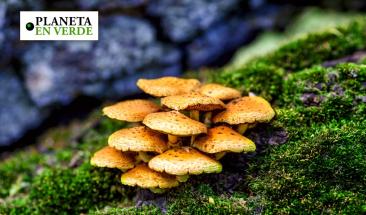 La relevancia de los hongos en la protecci&oacute;n del medio ambiente