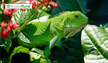 Taiw&aacute;n toma medidas extremas contra plagas de iguanas en sus cultivos