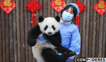 Veinticinco cachorros de panda celebran A&ntilde;o Nuevo en China