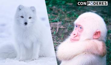 Animales albinos iluminan el reino animal con su singularidad