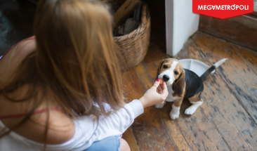 FDA alerta sobre riesgos de alimentos crudos para mascotas en EE. UU.