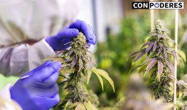 Estudio revela c&oacute;mo el consumo frecuente de cannabis afecta la memoria