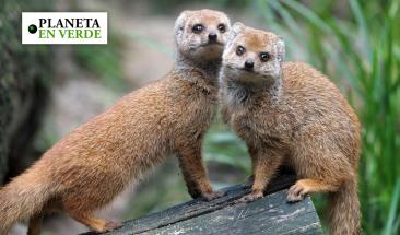 Especies invasoras alteran ecosistemas y amenazan la biodiversidad