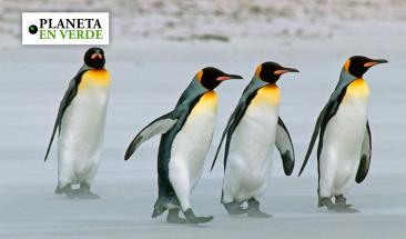 Iceberg gigante amenaza santuario de ping&uuml;inos en Georgia del Sur