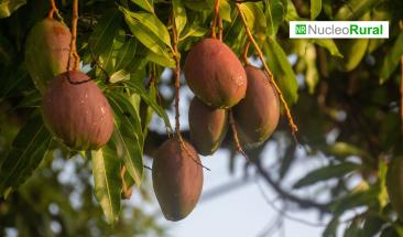 Miles de toneladas de mango son enterradas en Lambayeque por sobreproducci&oacute;n