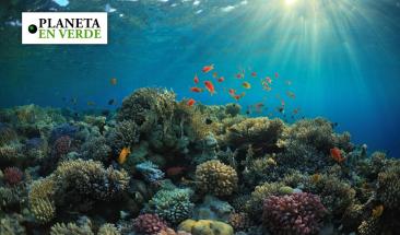 El 90% de los corales podr&iacute;an blanquearse anualmente para 2050