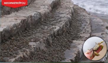 Per&uacute;: cierre de Playa La Herradura por migraci&oacute;n masiva de cangrejos