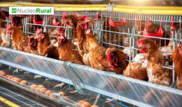 Gripe aviar provoca escasez y alza de precios en huevos en EE. UU.