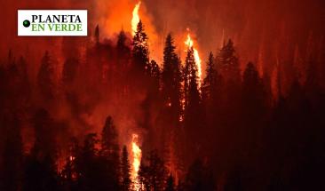 Aumento de incendios forestales en 2025 alarma a expertos