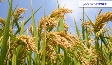 Cient&iacute;ficos chinos desarrollan arroz que reduce emisiones de metano en 70%