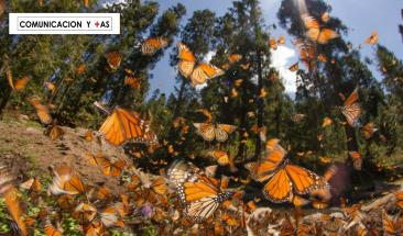 Poblaci&oacute;n de mariposas monarca alcanza m&iacute;nimo hist&oacute;rico en 30 a&ntilde;os
