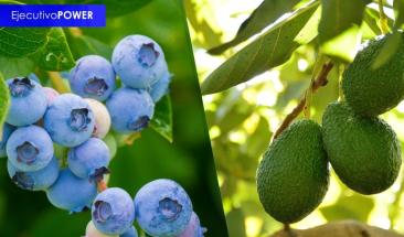 Agroexportaciones peruanas baten r&eacute;cord y alcanzan US$ 12,784 millones en 2024