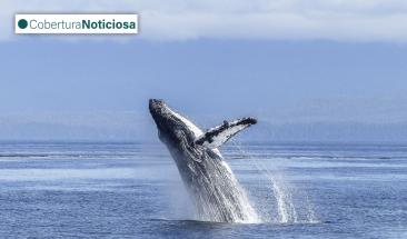 Hombre es tragado por ballena y sobrevive