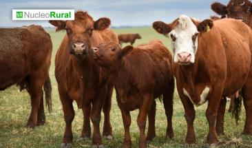 El ganado puede ser clave en la captura de carbono