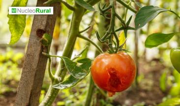 Las plagas agr&iacute;colas m&aacute;s comunes y c&oacute;mo combatirlas