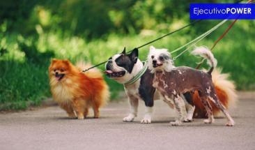 Emprendedores aprovechan paseos de perros para generar ingresos y fortalecer v&iacute;nculos