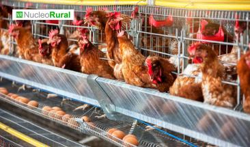 Turqu&iacute;a exportar&aacute; 15 mil toneladas de huevos a Estados Unidos