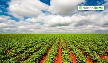 Caf&eacute;, palta y uva lideran agroexportaciones peruanas