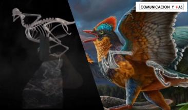 Cient&iacute;ficos descubren y analizan el ave m&aacute;s antigua hallada en China