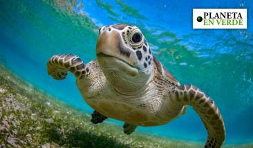 Las tortugas marinas ya se adaptan al cambio clim&aacute;tico