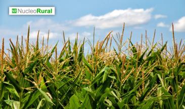 &iquest;C&oacute;mo impactar&aacute; a M&eacute;xico la prohibici&oacute;n del ma&iacute;z transg&eacute;nico?