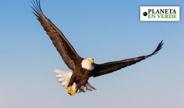 Cinco especies que han sobrevivido gracias a los esfuerzos de conservación Cinco especies que han sobrevivido gracias a los esfuerzos de conservación