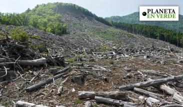 La deforestación en la Amazonía colombiana cae un 33% La deforestación en la Amazonía colombiana cae un 33%