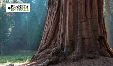 Árboles milenarios revelan los impactos climáticos de hace 1500 años Árboles milenarios revelan los impactos climáticos de hace 1500 años