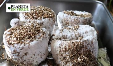 El micelio transforma desechos org&aacute;nicos en materiales sostenibles