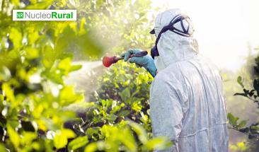 Agricultores franceses presionan para reautorizar insecticida prohibido