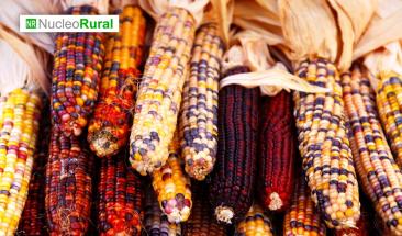 M&eacute;xico refuerza soberan&iacute;a alimentaria con compra de ma&iacute;z