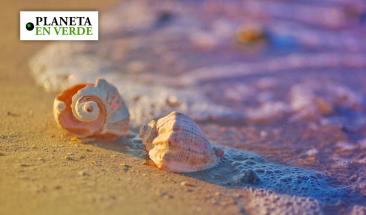 Cient&iacute;ficos advierten: llevarse conchas de la playa da&ntilde;a los ecosistemas costeros