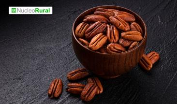 Chihuahua consolida liderazgo nacional en producción de nuez pecana y fortalece economía agroindustrial Chihuahua consolida liderazgo nacional en producción de nuez pecana y fortalece economía agroindustrial