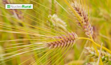 La cebada híbrida impulsa la rentabilidad agrícola La cebada híbrida impulsa la rentabilidad agrícola