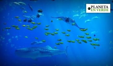 Entra en vigor el primer tratado global para proteger la alta mar