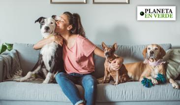 Gij&oacute;n impulsa nueva ordenanza para mejorar la protecci&oacute;n y convivencia con animales