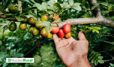 Frutas ecol&oacute;gicas: gu&iacute;a para identificarlas y conocer sus beneficios