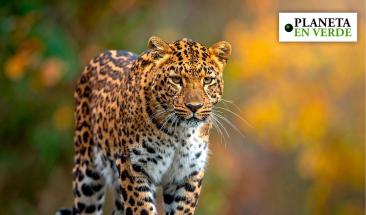 Estos son los animales en peligro de extinci&oacute;n en 2026