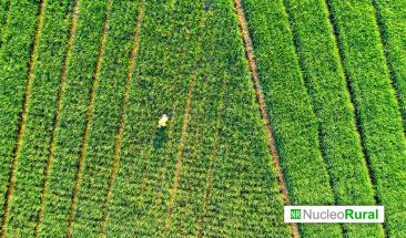 La agricultura regenerativa ya es capaz de producir tanto como la agricultura convencional