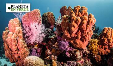 Crean f&oacute;rmula cient&iacute;fica que podr&iacute;a salvar los arrecifes del Caribe