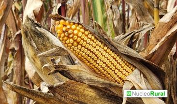 Científicos logran mejorar la tolerancia al frío del Maíz Científicos logran mejorar la tolerancia al frío del Maíz