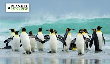 Pingüino rey: una de las pocas especies que se está beneficiando del cambio climático Pingüino rey: una de las pocas especies que se está beneficiando del cambio climático