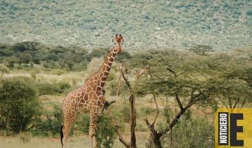 Avistamiento de Jirafas en desierto de M&eacute;xico genera dudas y controversia